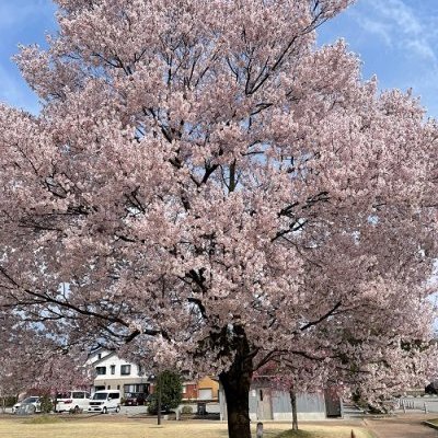 桜満開になりましたね(*´▽｀*)