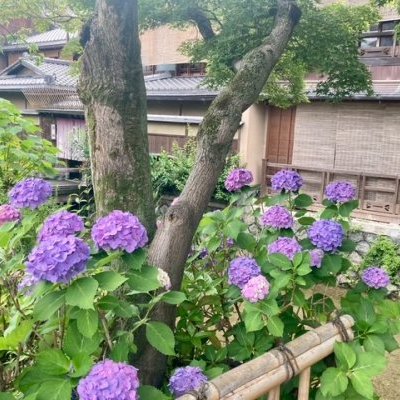 紫陽花
