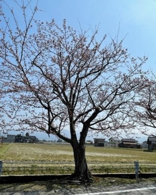 お花見日和が続きますね(´▽｀)