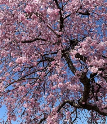 春ですね～(^－^)